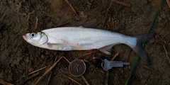 Topmouth Culter photo 1
