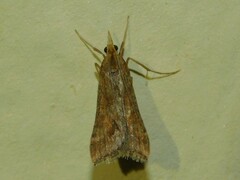 Diasemia monostigma