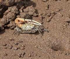 Austruca occidentalis