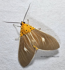 Asota producta