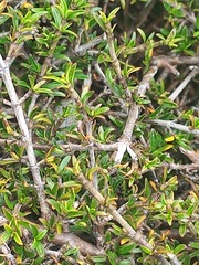 Coprosma cheesemanii
