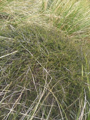 Coprosma cheesemanii