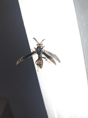 Polistes buyssoni
