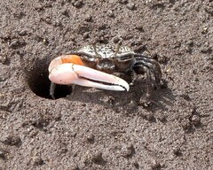 Austruca occidentalis