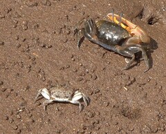 Austruca occidentalis