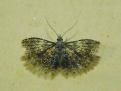 Alucitidae
