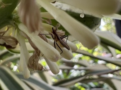 Telostylinus lineolatus