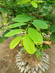 Bridelia tomentosa