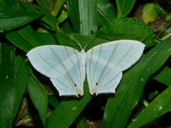 Dissoprumna erycinaria