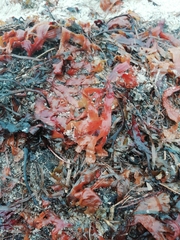 Fucus vesiculosus
