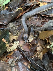Homalopsis buccata