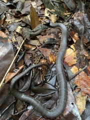 Homalopsis buccata