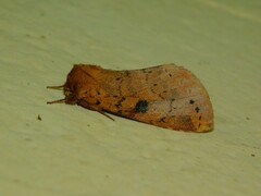 Alenophalera