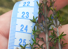 Coprosma cheesemanii