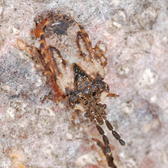 Aradus depressus