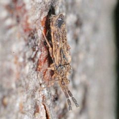 Aradus depressus