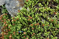 Helichrysum intermedium