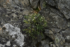 Helichrysum intermedium