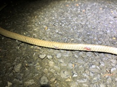Dendrelaphis calligaster
