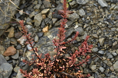 Epilobium melanocaulon