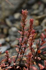 Epilobium melanocaulon