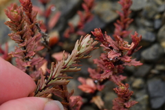 Epilobium melanocaulon