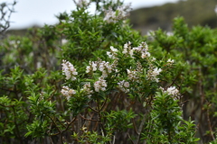 Veronica brachysiphon