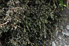 Helichrysum intermedium
