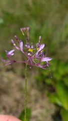 Cleome maculata