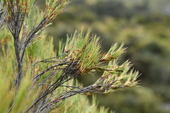 Dracophyllum acerosum