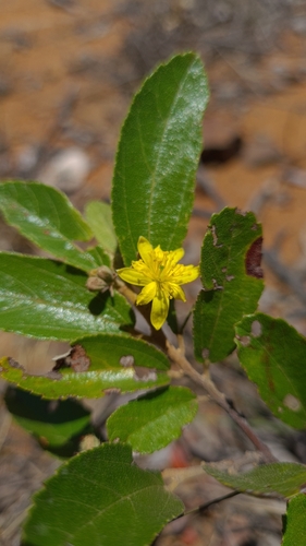 Image of Grewia rogersii by (c) Petra Holland, some rights reserved (CC BY)