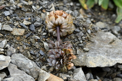 Notothlaspi rosulatum