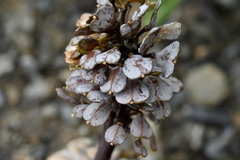 Notothlaspi rosulatum