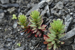 Epilobium pycnostachyum