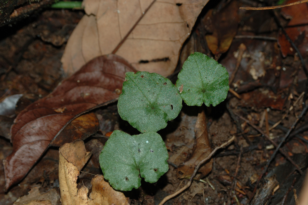 Nervilia lanyuensis