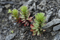 Epilobium pycnostachyum