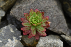Epilobium pycnostachyum