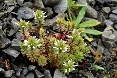 Epilobium pycnostachyum