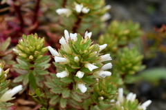 Epilobium pycnostachyum