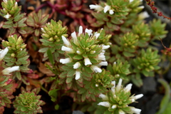 Epilobium pycnostachyum