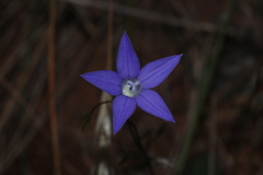 Wahlenbergia luteola