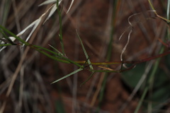 Wahlenbergia luteola