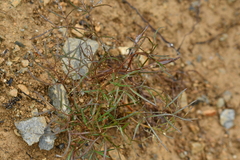 Anisotome filifolia