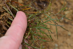 Anisotome filifolia