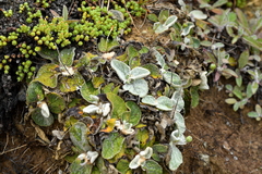 Brachyglottis lagopus