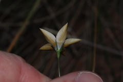 Wahlenbergia luteola
