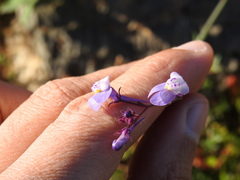 Linaria algarviana
