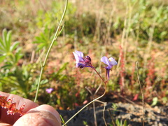 Linaria algarviana