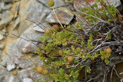 Acaena glabra