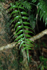 Asplenium matsumurae